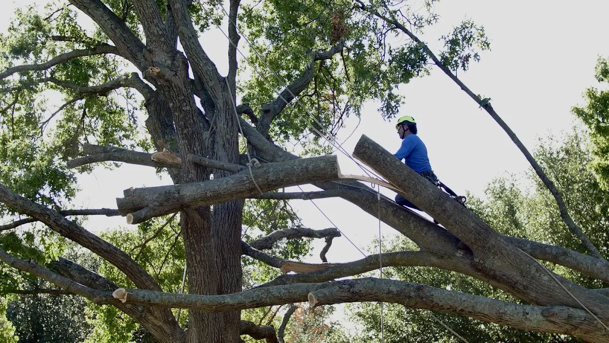 Professional Crown Thinning performed by certified arborists in Hilbert