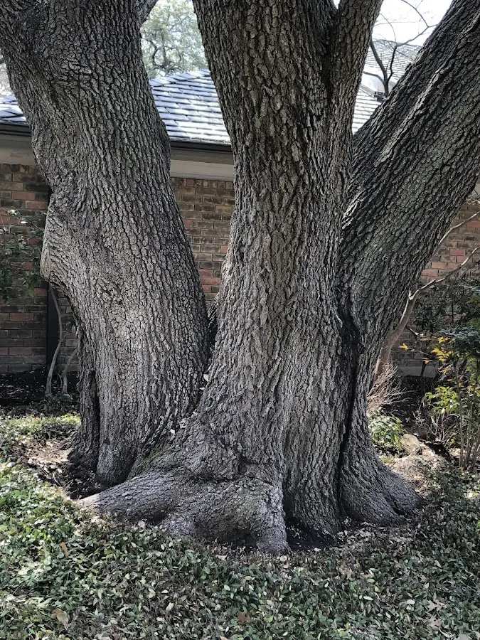 Mature heritage tree close to a Hilbert property cared for by certified arborists