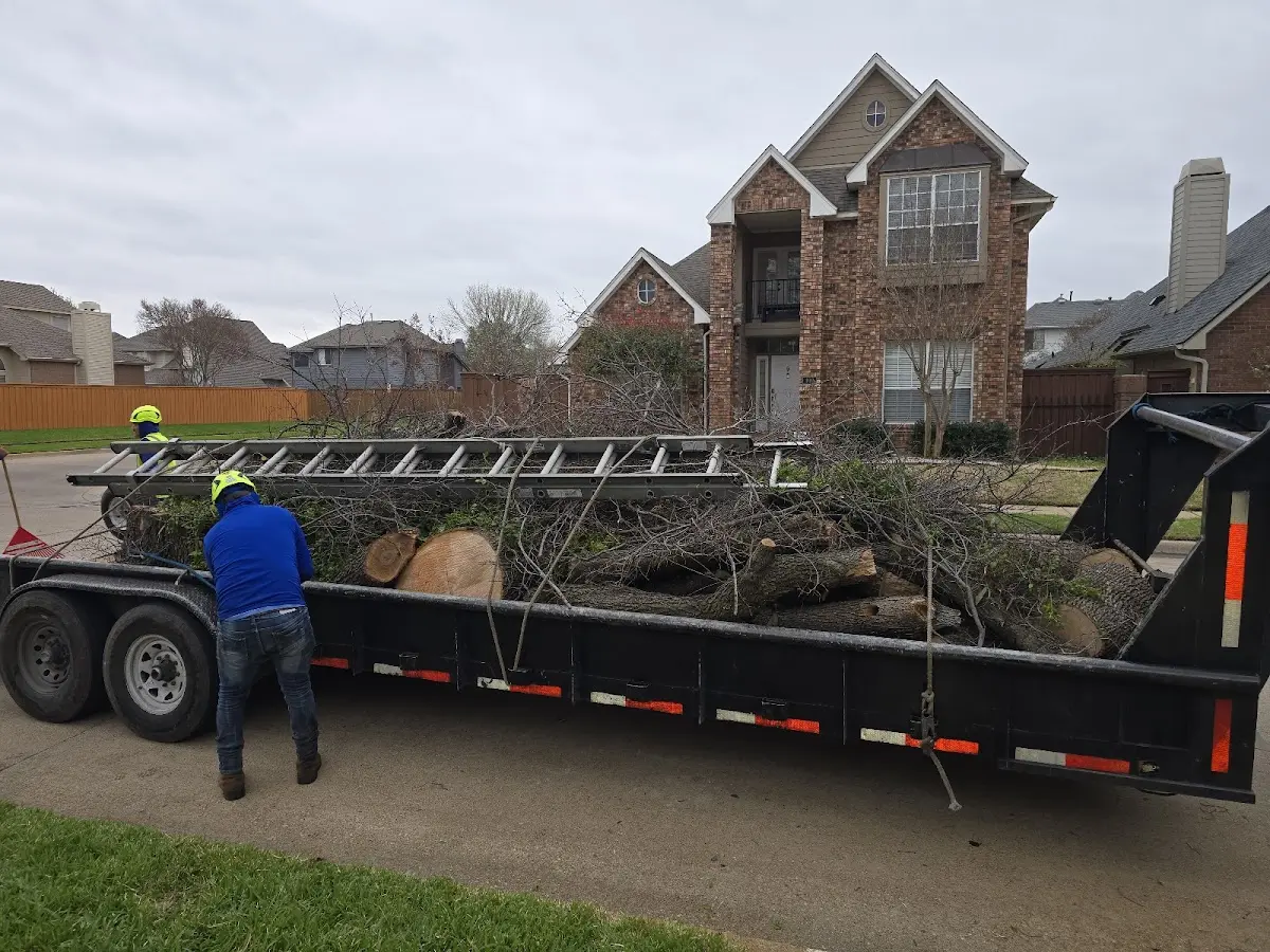 Expert Tree Pest Control with proper safety equipment in Hilbert